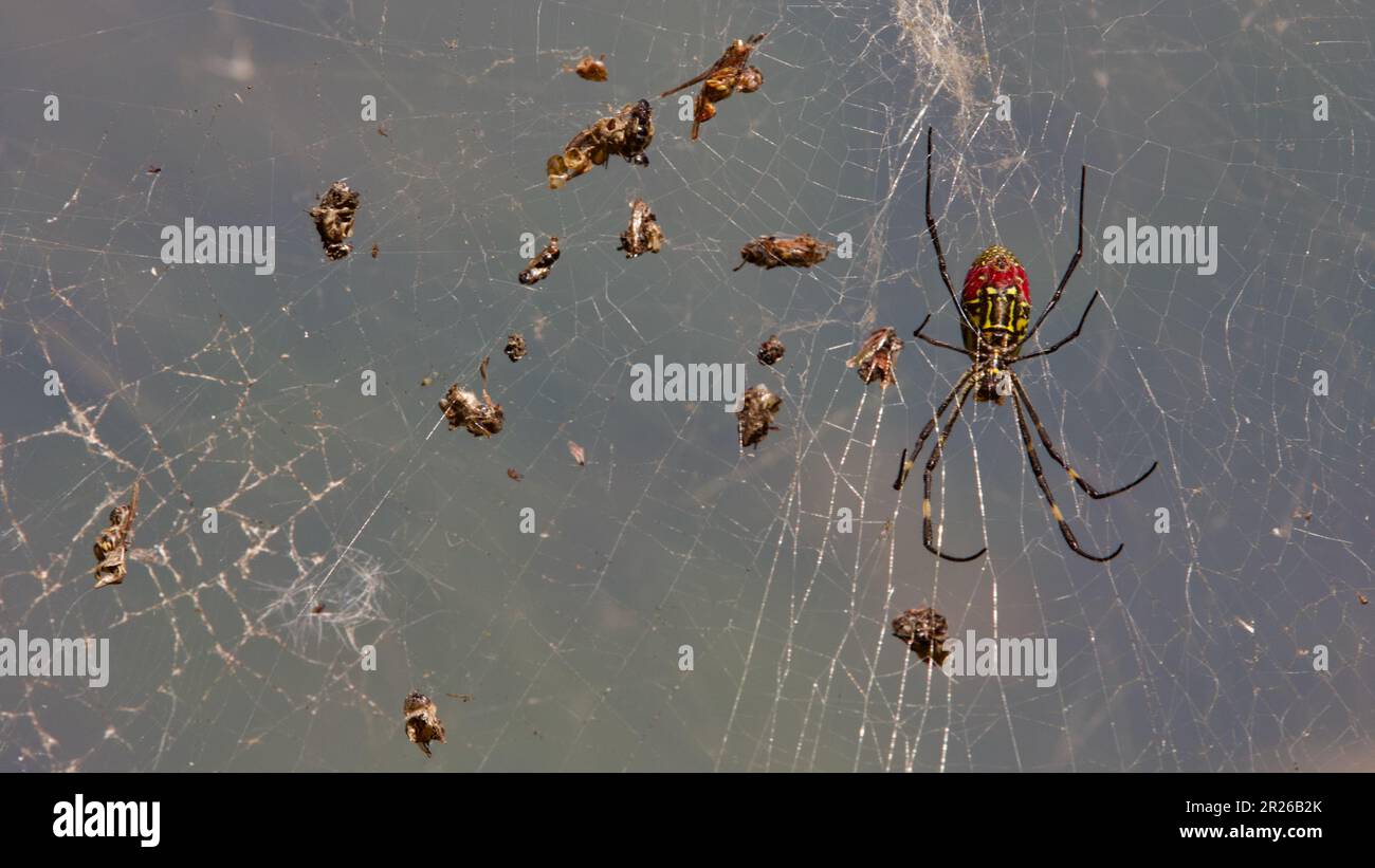 East Asian Joro Spider caccia nella sua rete Foto Stock