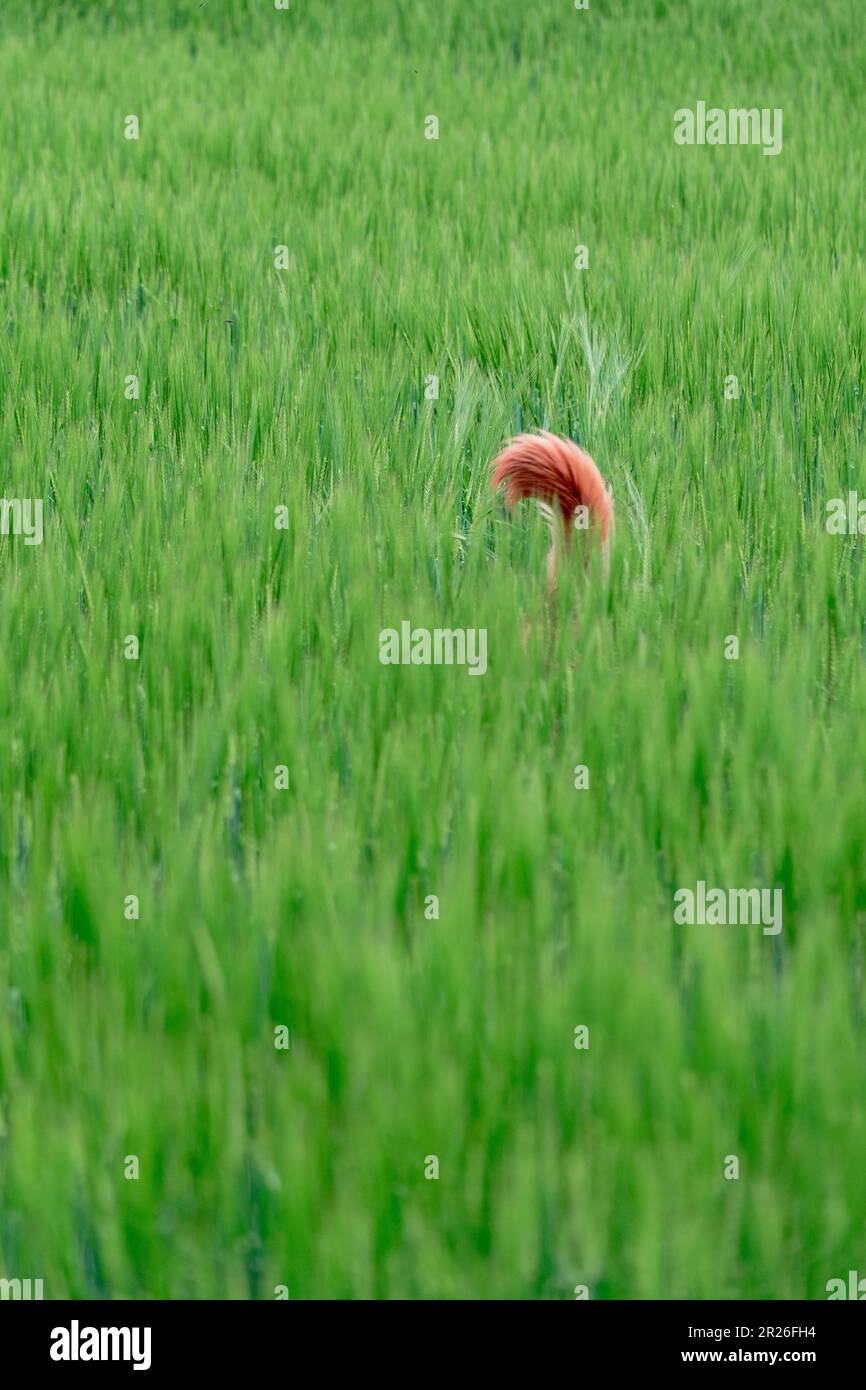 Erba verde su sfondo verde. Coda di cane che sbircia fuori dall'erba alta. Profondità bassa di campo di erba verde lunga in un campo. Verde prato selvatico gra Foto Stock