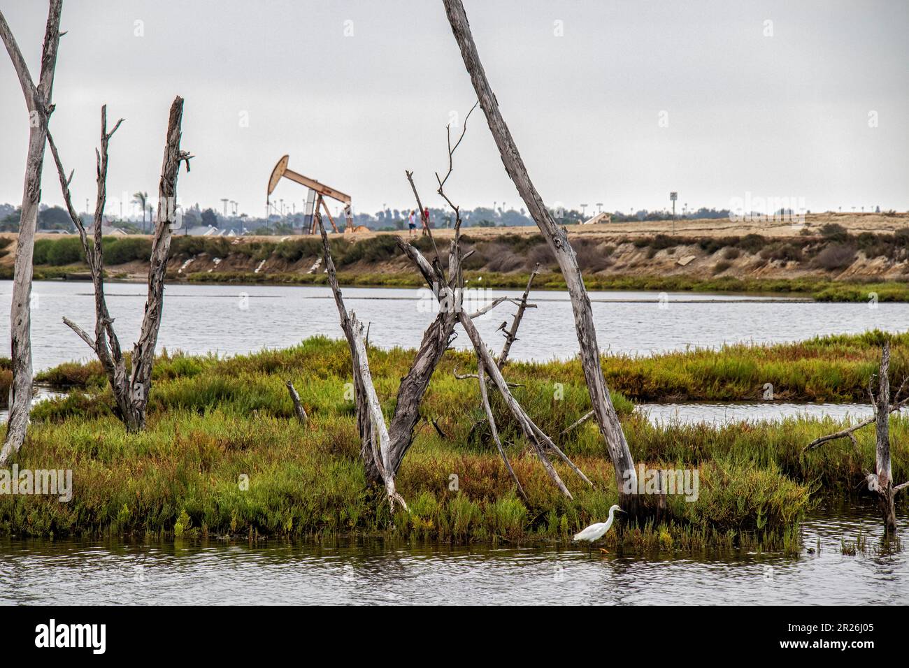 Snag Trees, Bolsa Chica Ecological Reserve, Huntington Beach, Orange County, California Foto Stock
