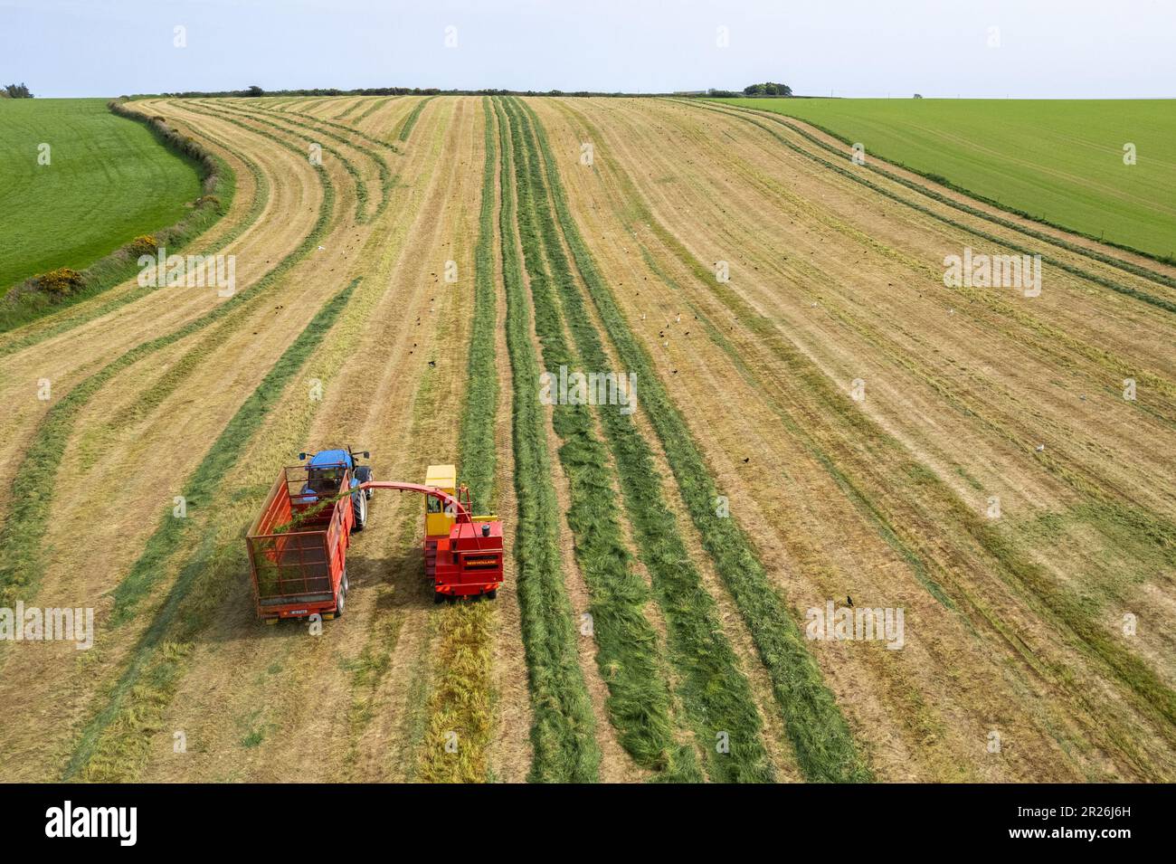 Kilbrittain, West Cork, Irlanda. 17th maggio, 2023. Noel o'Donovan disegna insilato per caseificio, manzo e coltivatore, Tim o'Connell utilizzando il suo raccolto 1976 New Holland 1895 Cruiser Forage Harvester, che egli stesso ha restaurato. Credit: AG News/Alamy Live News Foto Stock