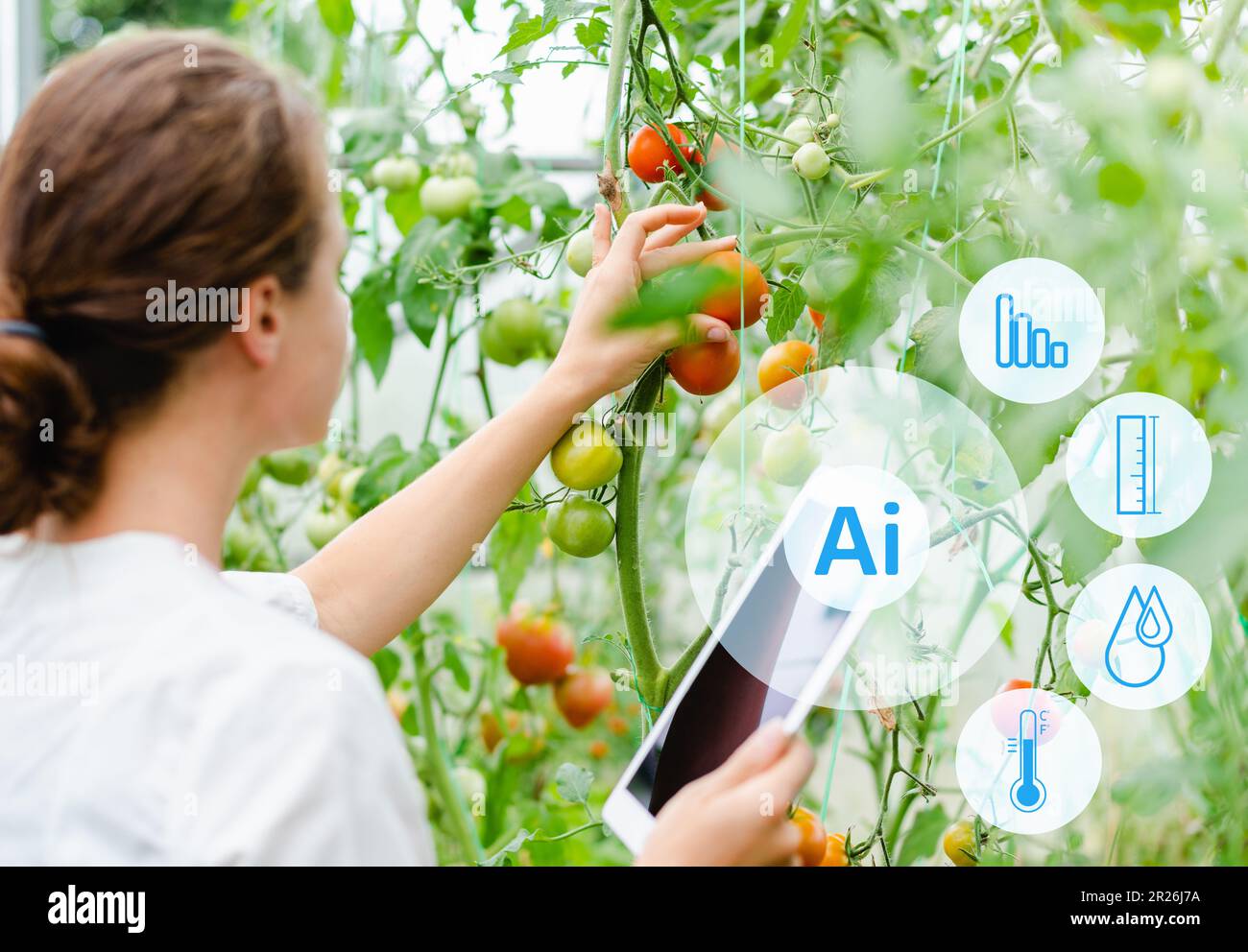 Donna scienziata agricola che utilizza la tavoletta digitale e la tecnologia ai nella serra dei pomodori, esaminando le verdure con intelligenza artificiale. Foto Stock