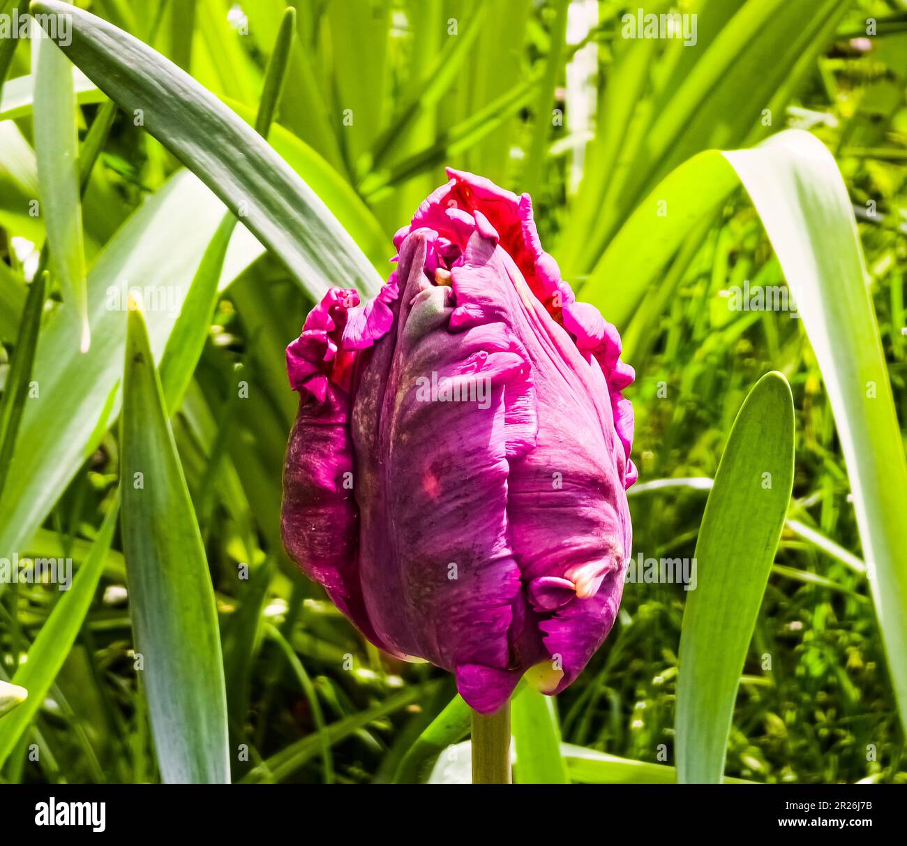 Tulipani viola scuro della varietà Parrot Prince nel parco primaverile stanno cominciando a fiorire Foto Stock