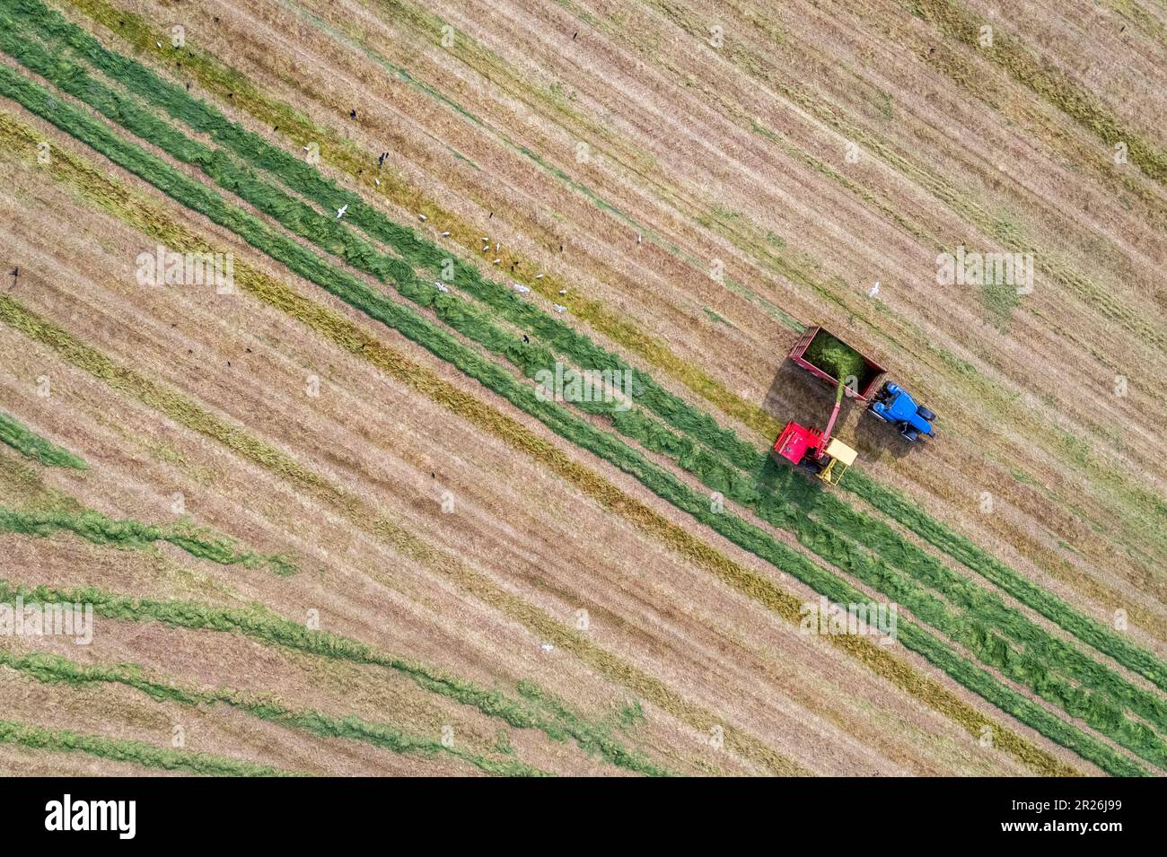 Kilbrittain, West Cork, Irlanda. 17th maggio, 2023. Noel o'Donovan disegna insilato per caseificio, manzo e coltivatore, Tim o'Connell utilizzando il suo raccolto 1976 New Holland 1895 Cruiser Forage Harvester, che egli stesso ha restaurato. Credit: AG News/Alamy Live News Foto Stock