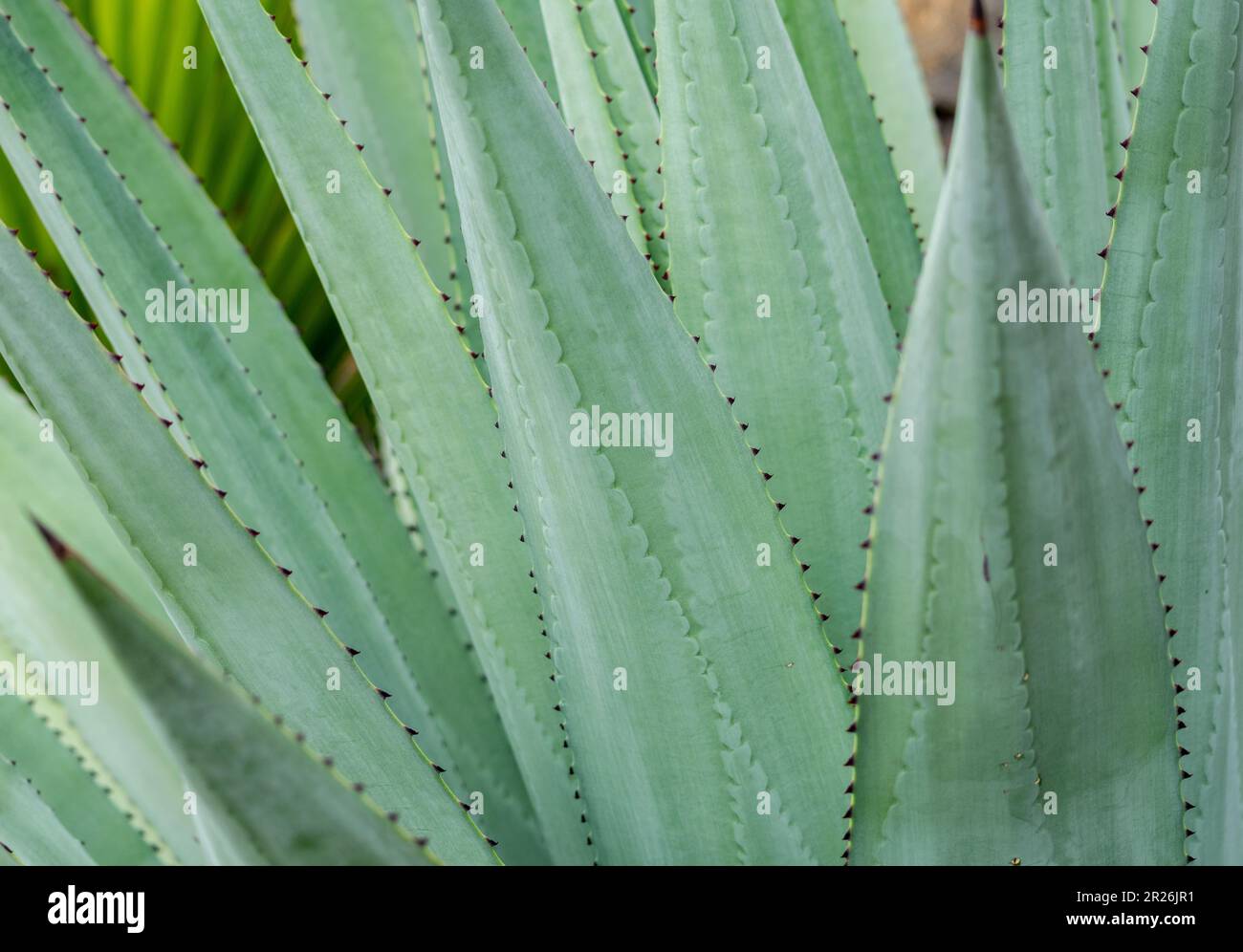 Immagine macro ravvicinata dello sfondo verde del desktop delle lamelle aloe vera Foto Stock