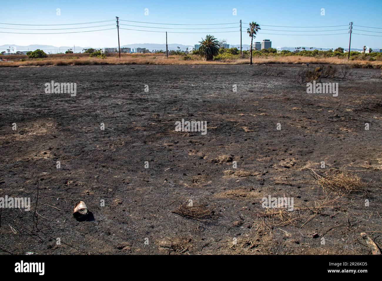 Ballona zone umide, Playa del Rey, Los Angeles, California Foto Stock