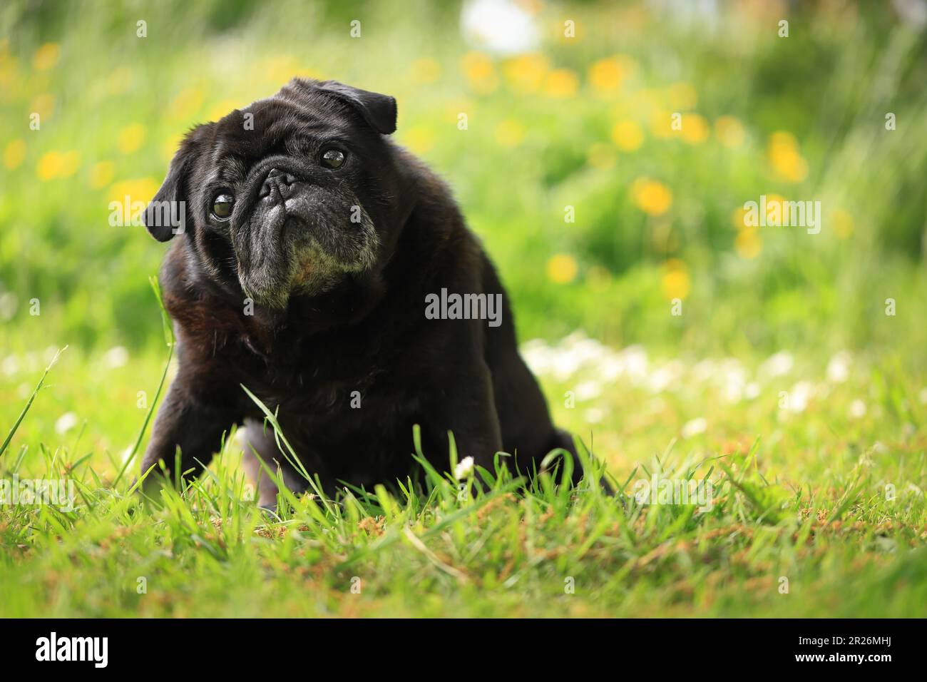 Ritratto all'aperto di un vecchio e curioso pug nero carino con museruola grigia sui capelli seduta su erba in un giardino d'estate con sfondo di fiori bokeh Foto Stock Ritratto all'aperto di un vecchio e curioso pug nero carino con museruola grigia sui capelli seduta su erba in un giardino d'estate con sfondo di fiori bokeh Foto Stock