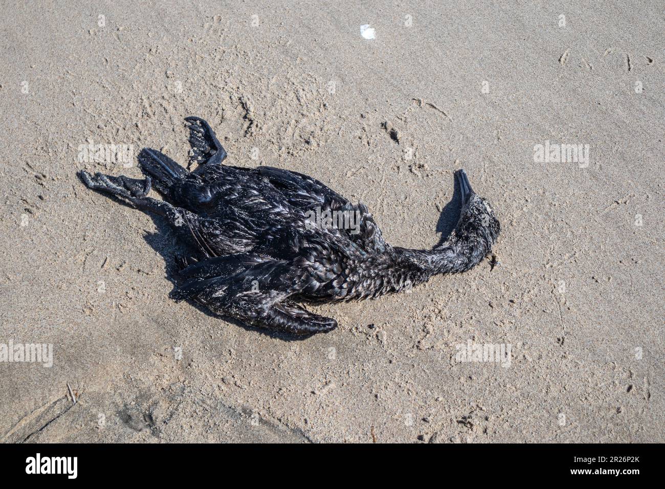 Decine di cormorani morti si sono bagnati sulla spiaggia da encefalite protozoaria causata da parassiti, Playa del Rey, Los Angeles, California Foto Stock