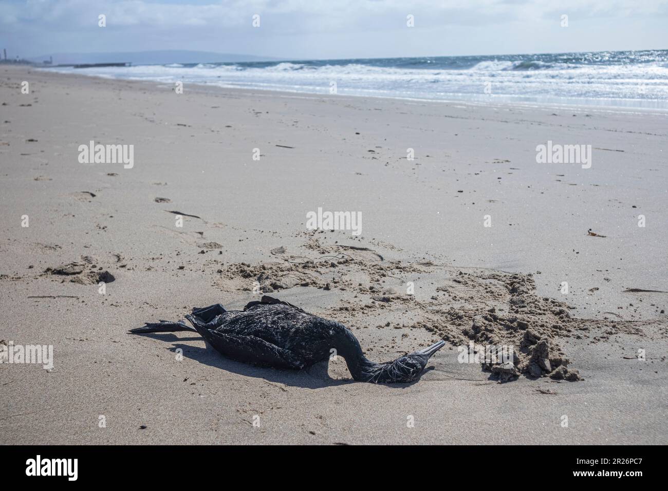 Decine di cormorani morti si sono bagnati sulla spiaggia da encefalite protozoaria causata da parassiti, Playa del Rey, Los Angeles, California Foto Stock