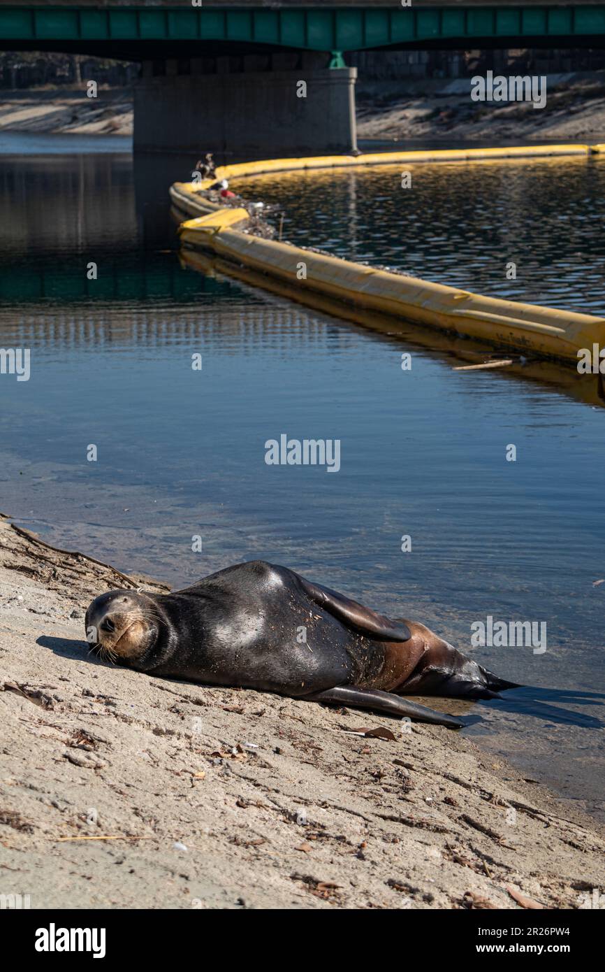 Sea Lion vicino al boom dei rifiuti a Ballona Creek, Playa del Rey, Los Angeles, California, Stati Uniti Foto Stock