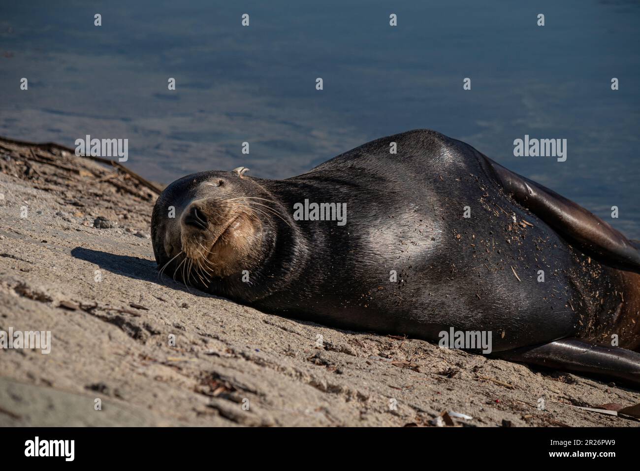 Sea Lion vicino al boom dei rifiuti a Ballona Creek, Playa del Rey, Los Angeles, California, Stati Uniti Foto Stock