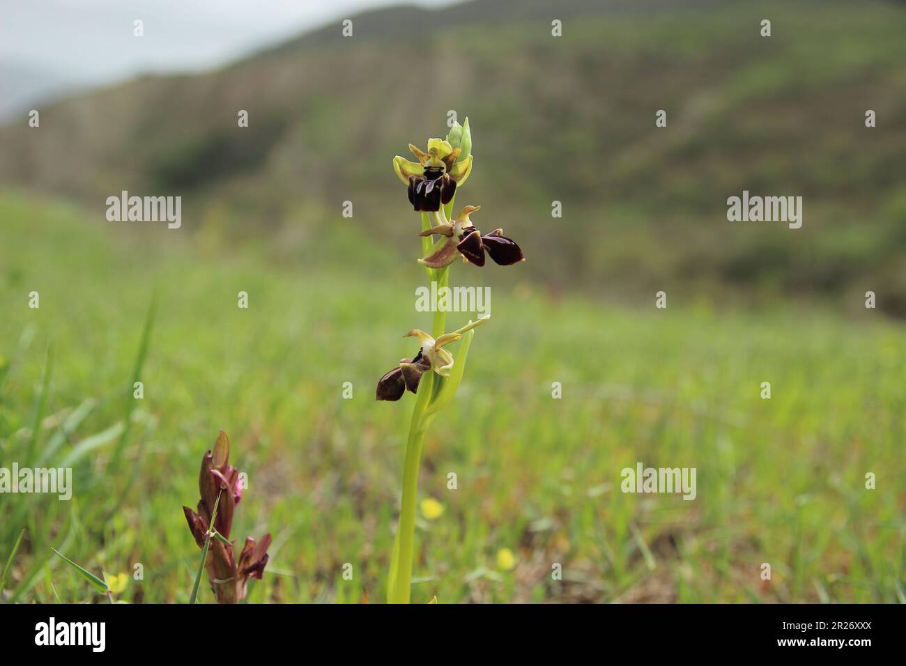 Ophrys caudasica è una pianta fiorita endemica del Caucaso. Secondo la lista rossa della IUCN, la categoria e lo status della specie sono « in pericolo ». Foto Stock