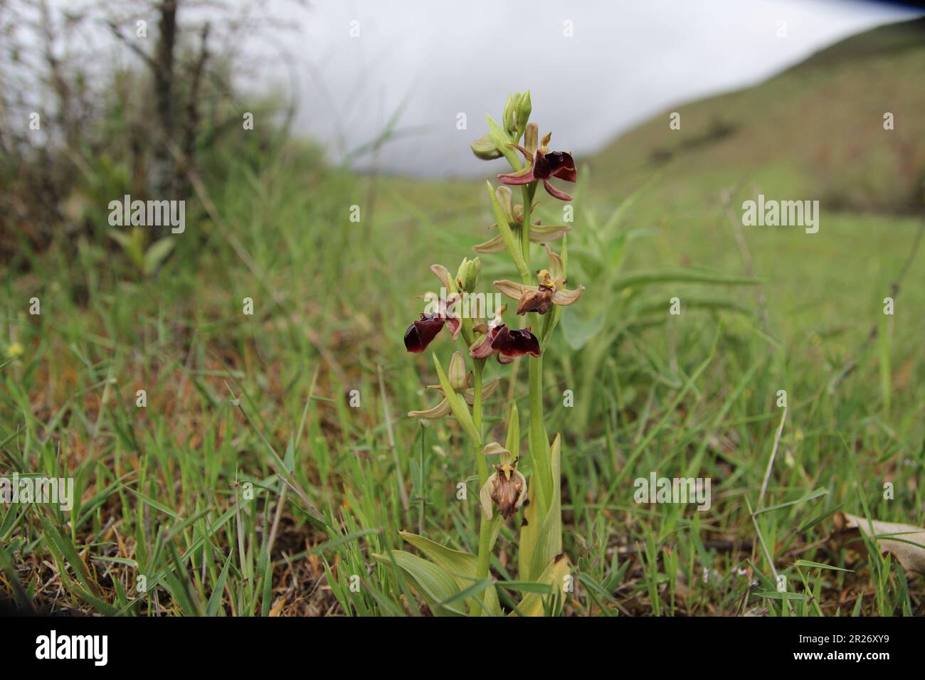 Ophrys caudasica è una pianta fiorita endemica del Caucaso. Secondo la lista rossa della IUCN, la categoria e lo status della specie sono « in pericolo ». Foto Stock