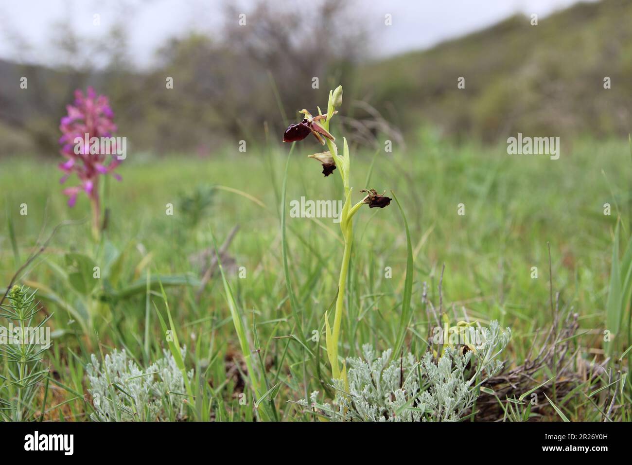 Ophrys caudasica è una pianta fiorita endemica del Caucaso. Secondo la lista rossa della IUCN, la categoria e lo status della specie sono « in pericolo ». Foto Stock