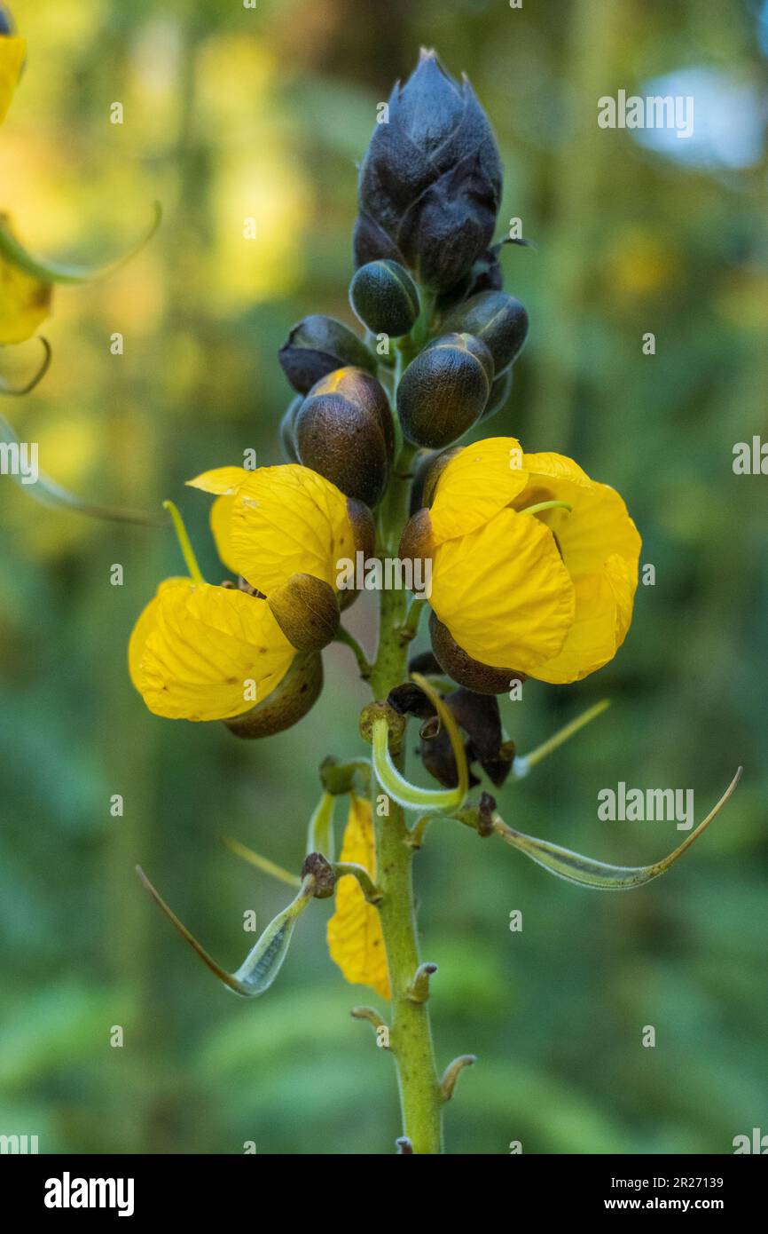 Indische Gewürzrinde, Senna corymbosa, gelbe Blüte im Sommer Foto Stock