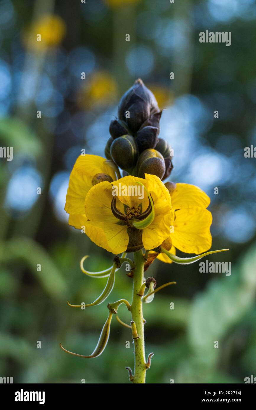 Indische Gewürzrinde, Senna corymbosa, gelbe Blüte im Sommer Foto Stock