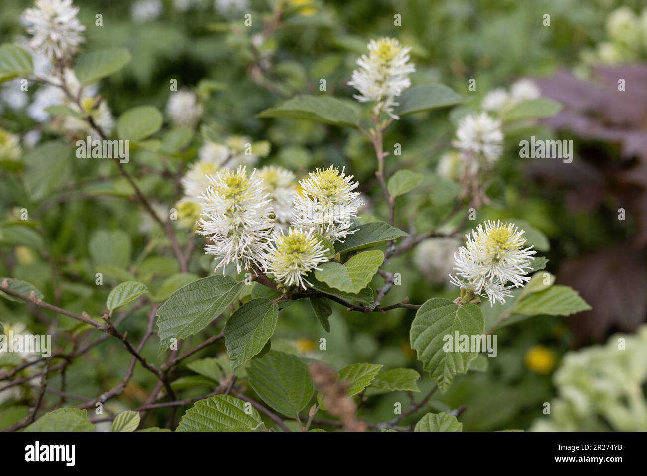 Fothergilla x intermedia 'Mount Airy'. Foto Stock