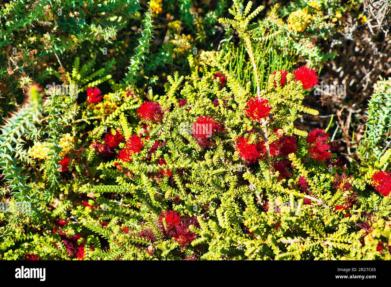 Fioritura Regelia velutina (Barrens regelia), una pianta della famiglia Myrtaceae, nel Parco Nazionale del fiume Fitzgerald, a sud-ovest dell'Australia Occidentale Foto Stock