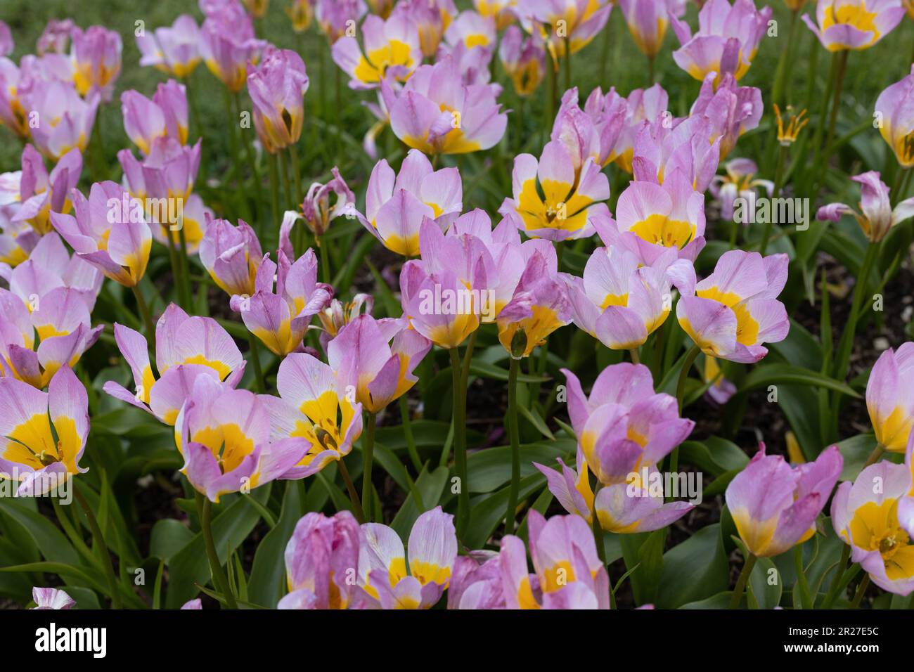 Tulipa 'Lilac Wonder' tulipani mini gruppo botanico. Foto Stock