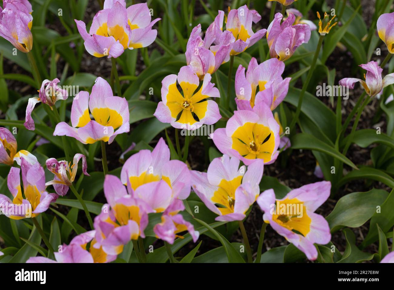 Tulipa 'Lilac Wonder' tulipani mini gruppo botanico. Foto Stock