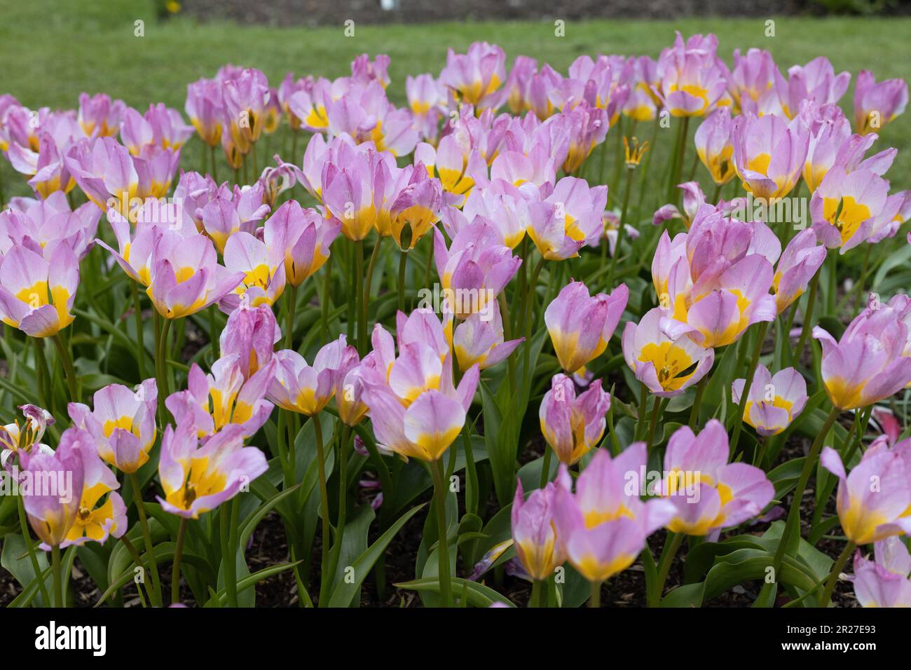 Tulipa 'Lilac Wonder' tulipani mini gruppo botanico. Foto Stock