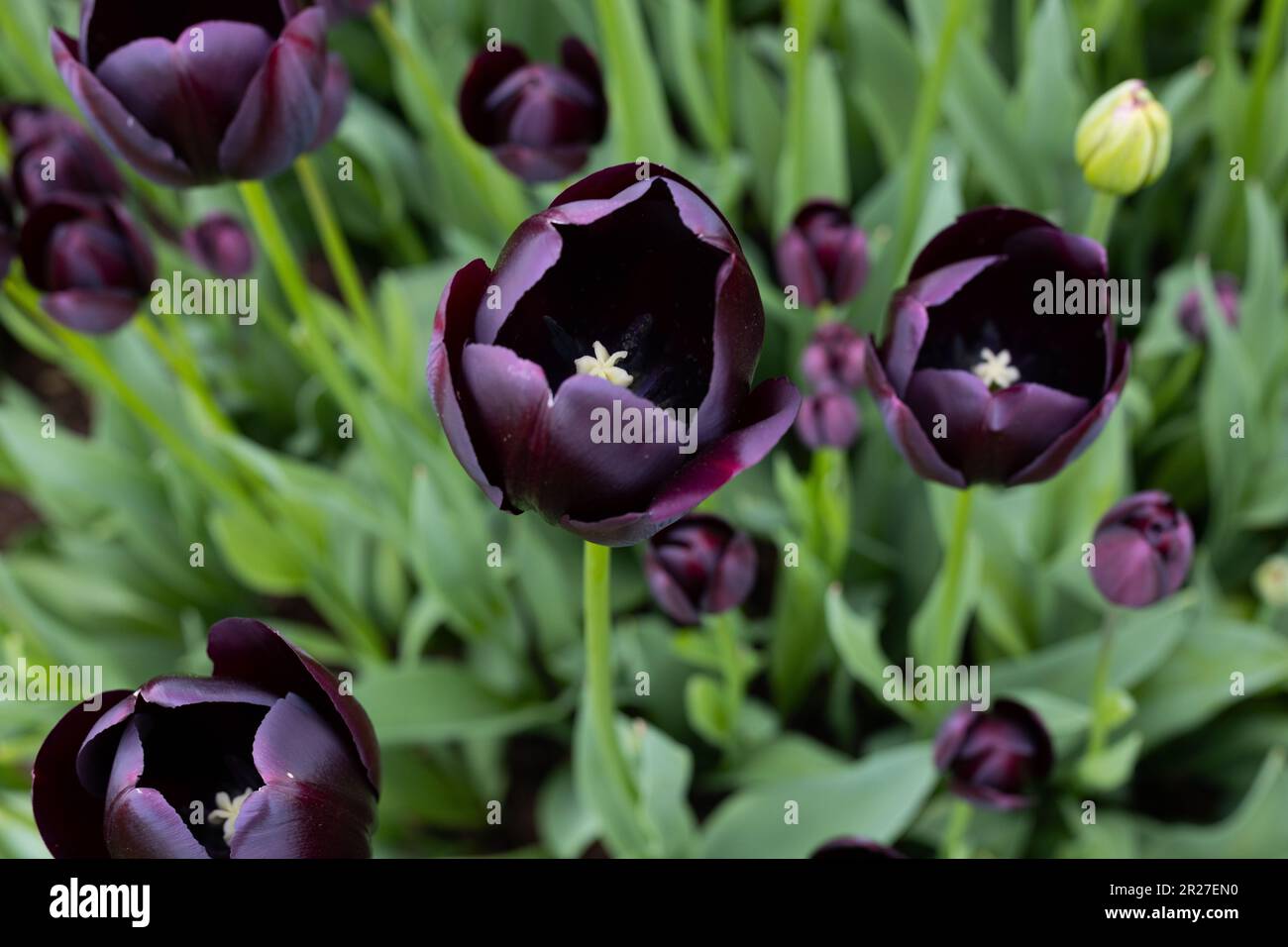 Tulipa 'Queen of Night' tulipani singoli tardivi. Foto Stock