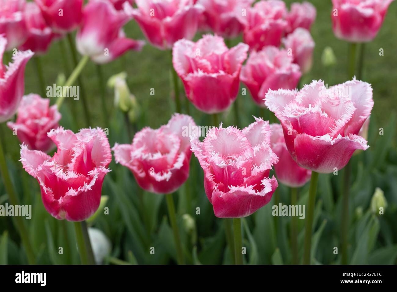 Tulipa 'Fancy frills' tulipani frangiati. Foto Stock