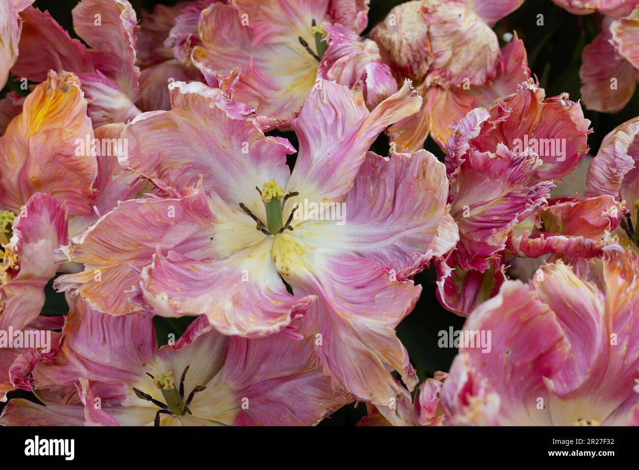 Tulipa "albicocca Parrot'. Foto Stock