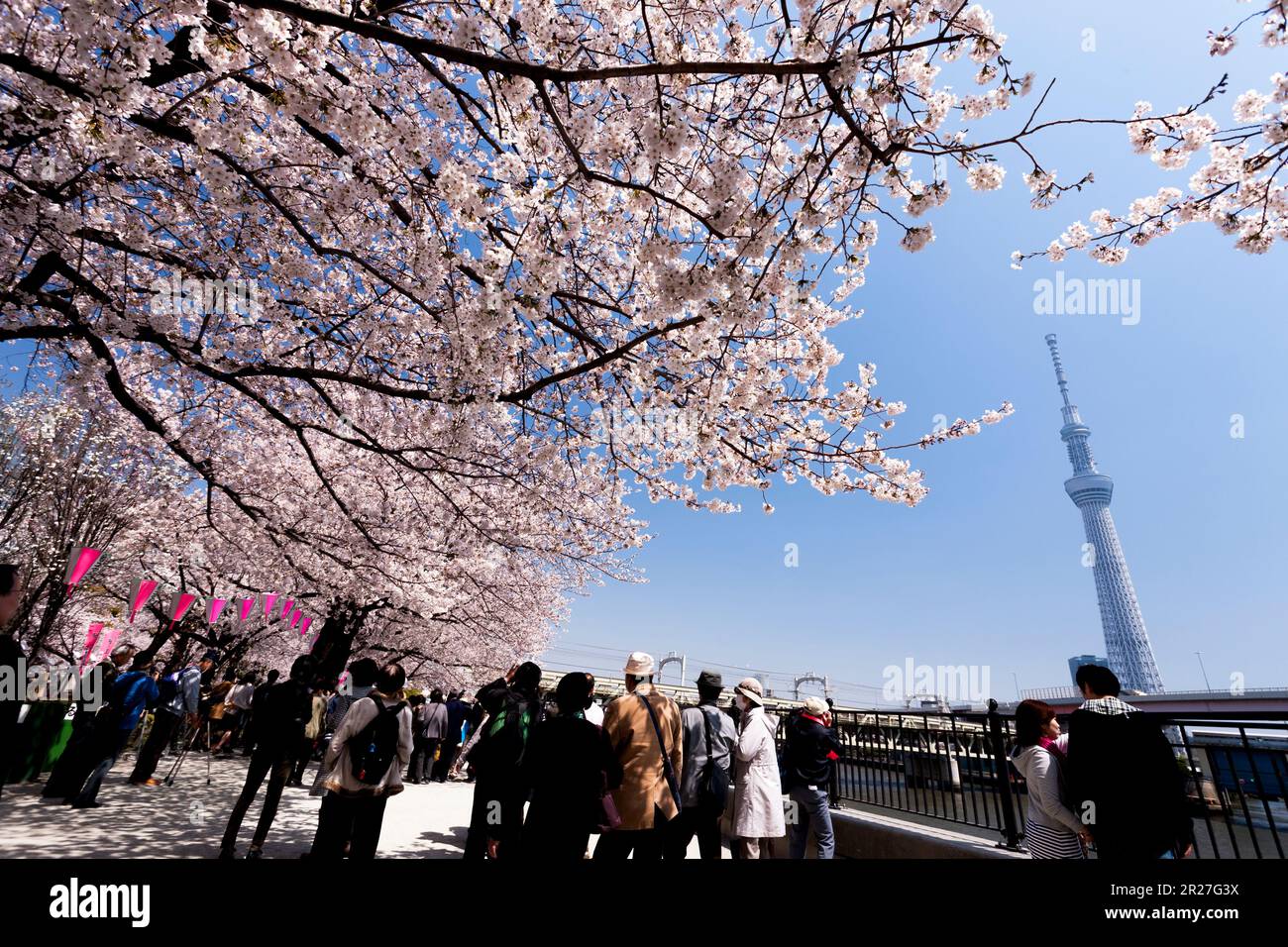 Tokyo Sky Tree e il parco dei ciliegi di Sumida Foto Stock