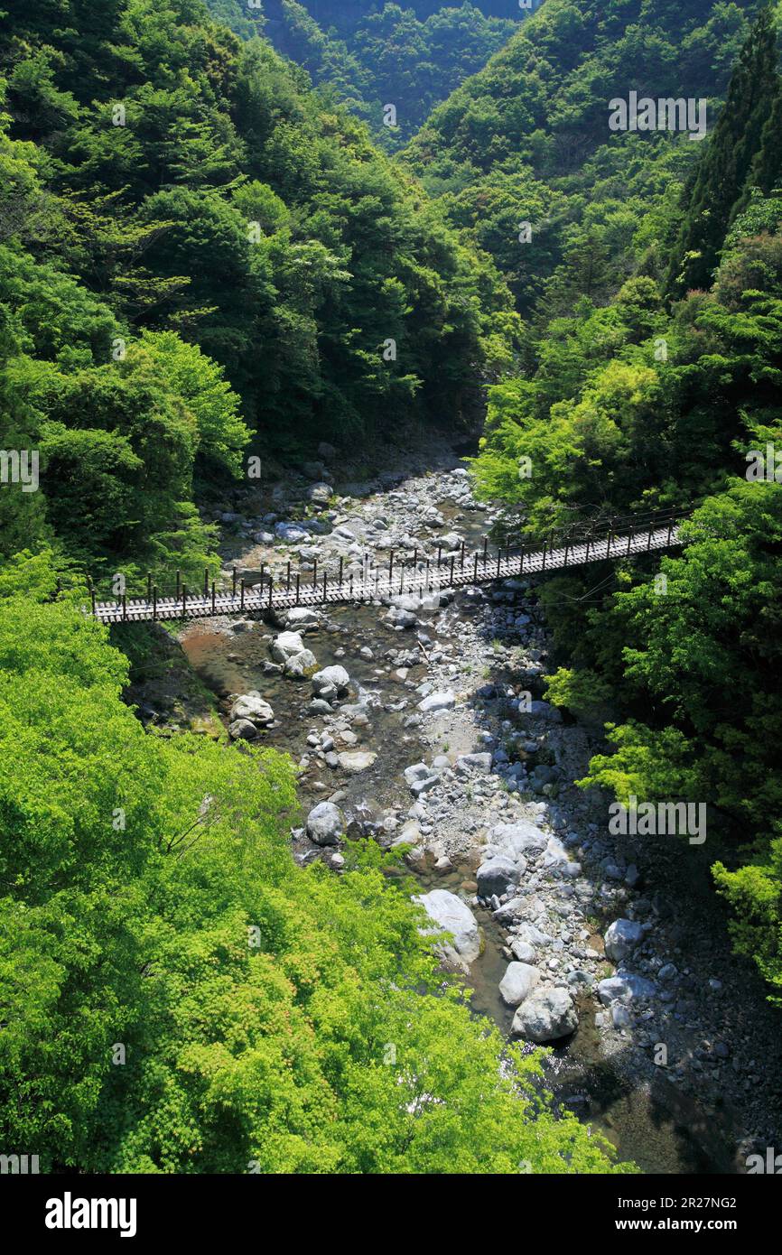 Ponte sospeso Momiki, Gokanosho Foto Stock