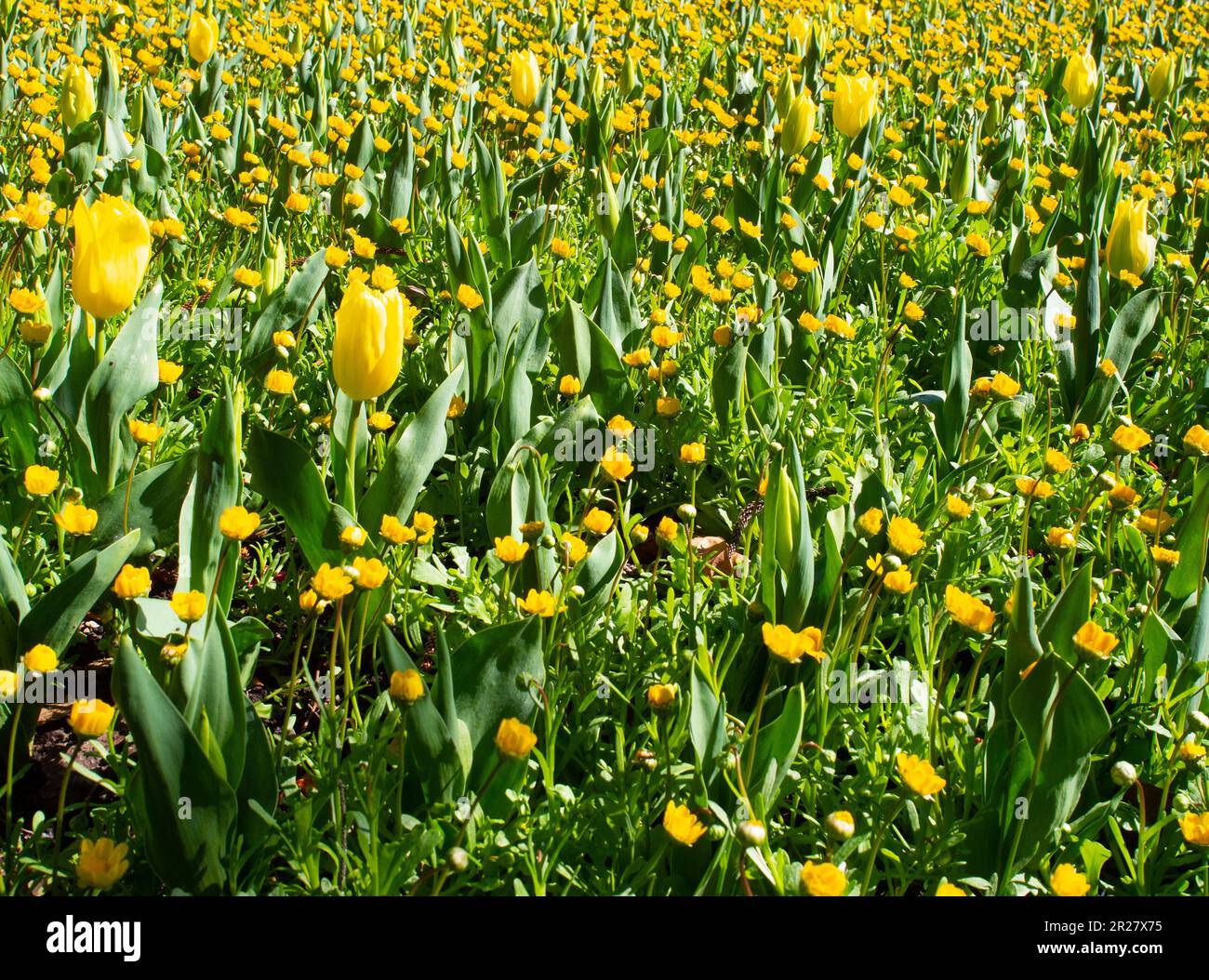 Letto da giardino di tulipani gialli Foto Stock