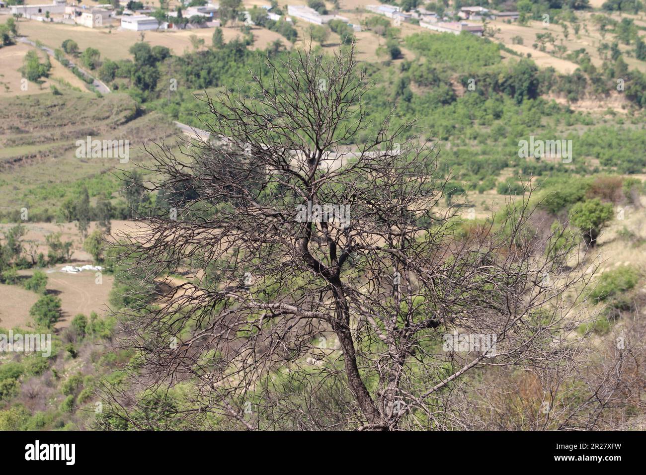 l'albero morto su un montano Foto Stock