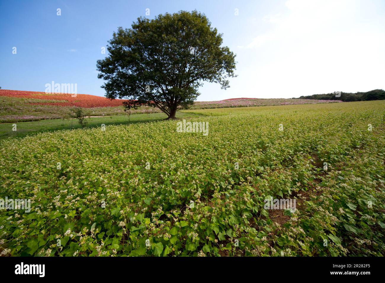 Hitachi parco sul mare campi di grano saraceno Foto Stock