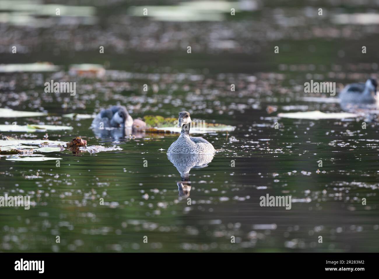 Coppia accoppiata di Pigmy-oca verde nuoto mentre si foraging per il cibo su un lago di acqua dolce Cattana Wetlands a Cairns, Queensland in Australia Foto Stock