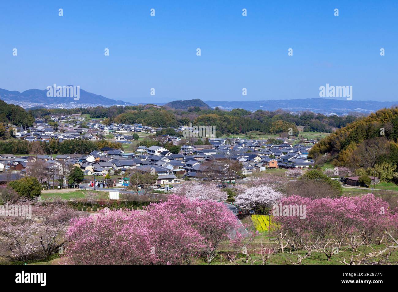 Fiori di pesca e paesaggio del villaggio di Asuka Foto Stock