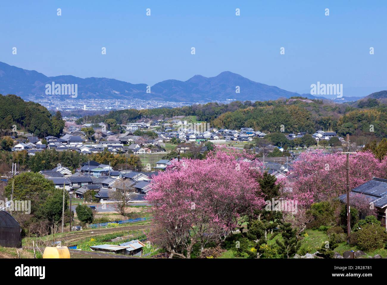 Fiori di pesca e paesaggio del villaggio di Asuka Foto Stock