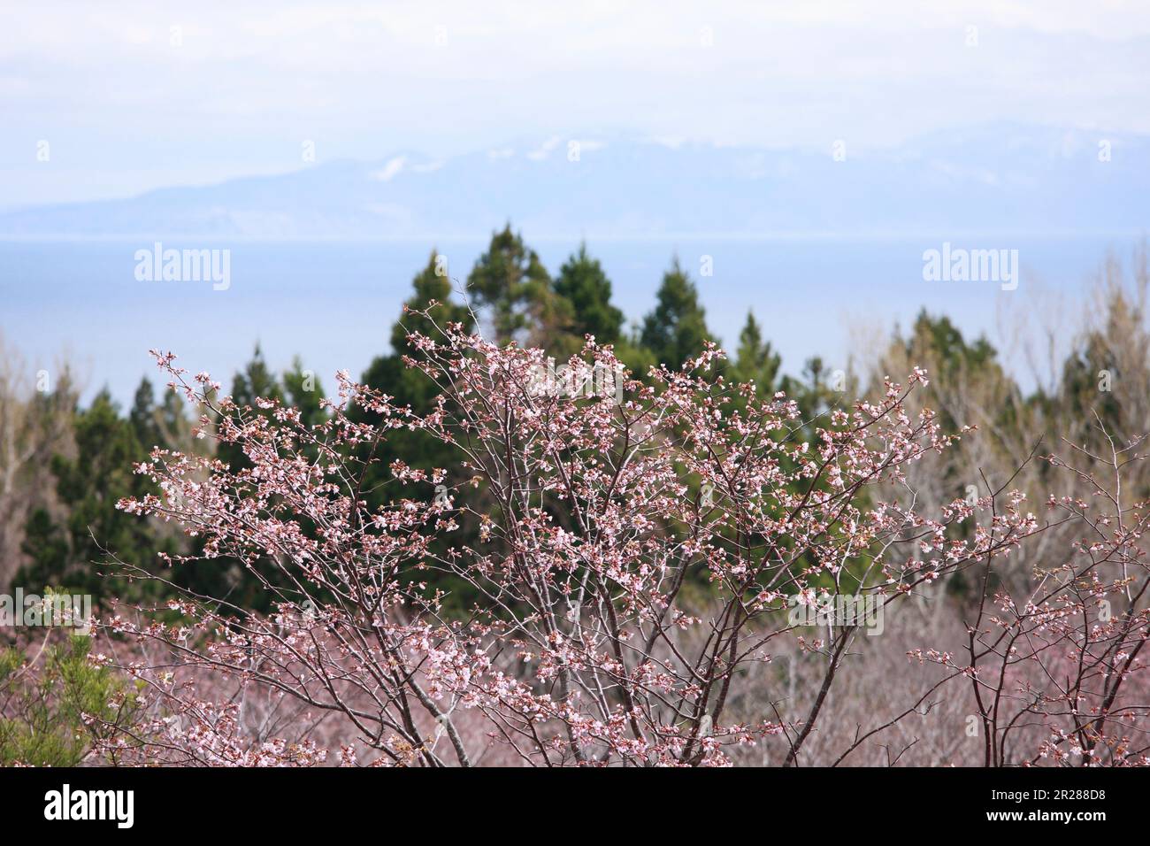 Prunus sargentii e Capo Tappizaki visto attraverso lo stretto di Tsugaru Foto Stock