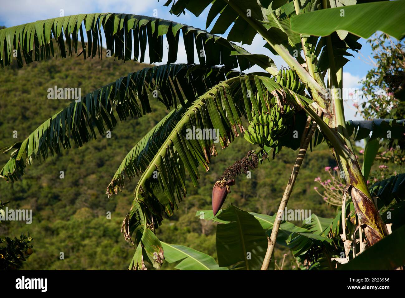 Palma con un mazzo di banane verdi, immature, appese, con il fiore alla fine del grappolo. Piantagione a Santander, Colombia. Foto Stock