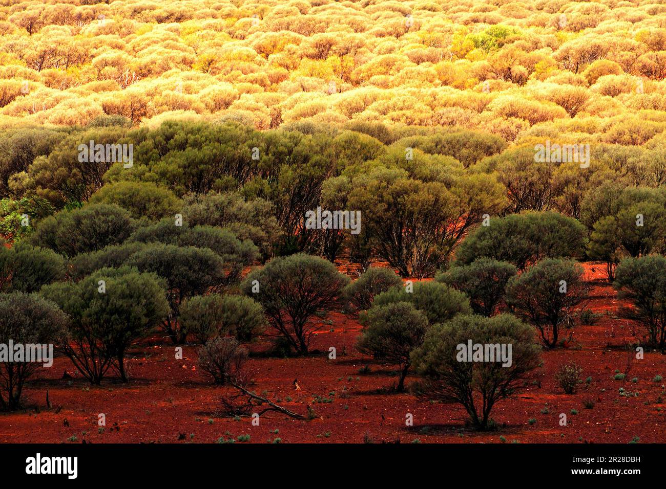 Paesaggio dell'Outback degli alberi di Mulga (Acacia aneura) famiglia MIMOSACEAE nei campi di oro, arenaria, Gascoyne, Murchison, Australia Occidentale Foto Stock