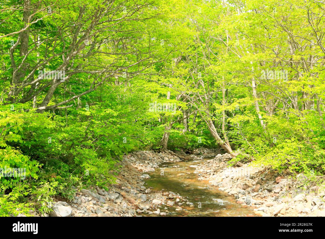 Boschi di faggi e torrenti di montagna all'altopiano di Appi con verde fresco Foto Stock