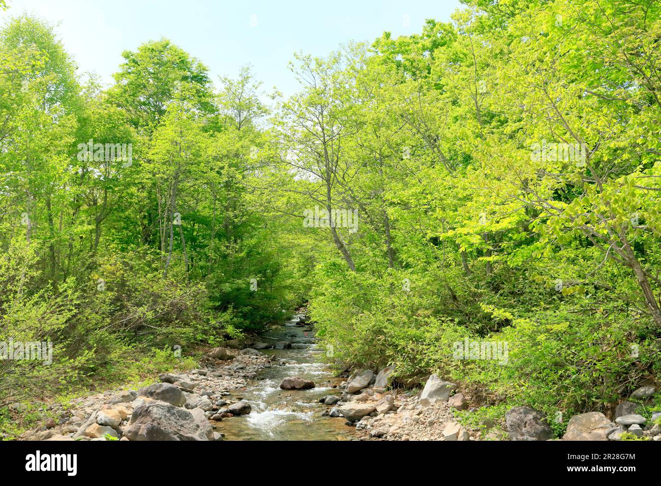 Boschi di faggi e torrenti di montagna all'altopiano di Appi con verde fresco Foto Stock