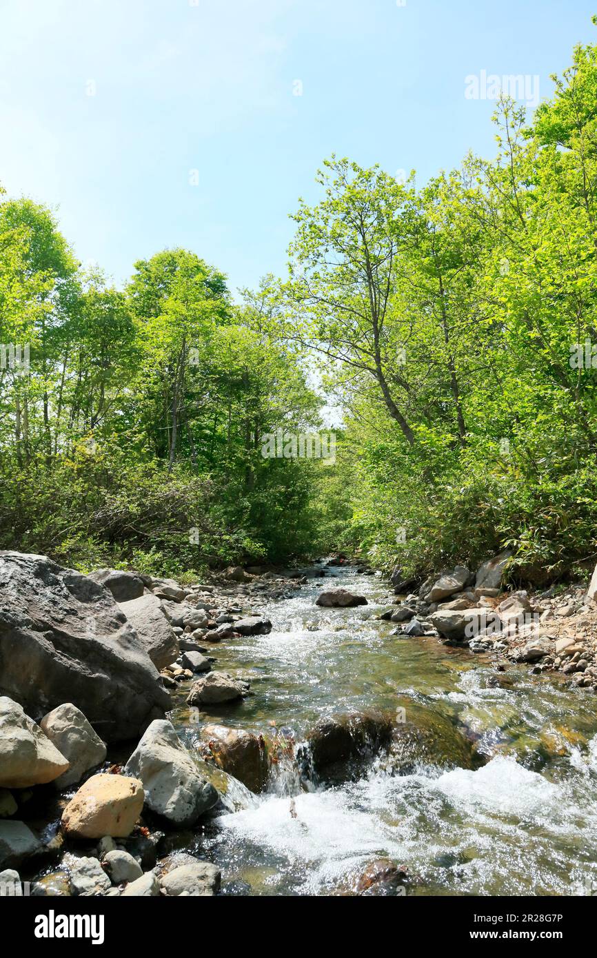 Boschi di faggi e torrenti di montagna all'altopiano di Appi con verde fresco Foto Stock