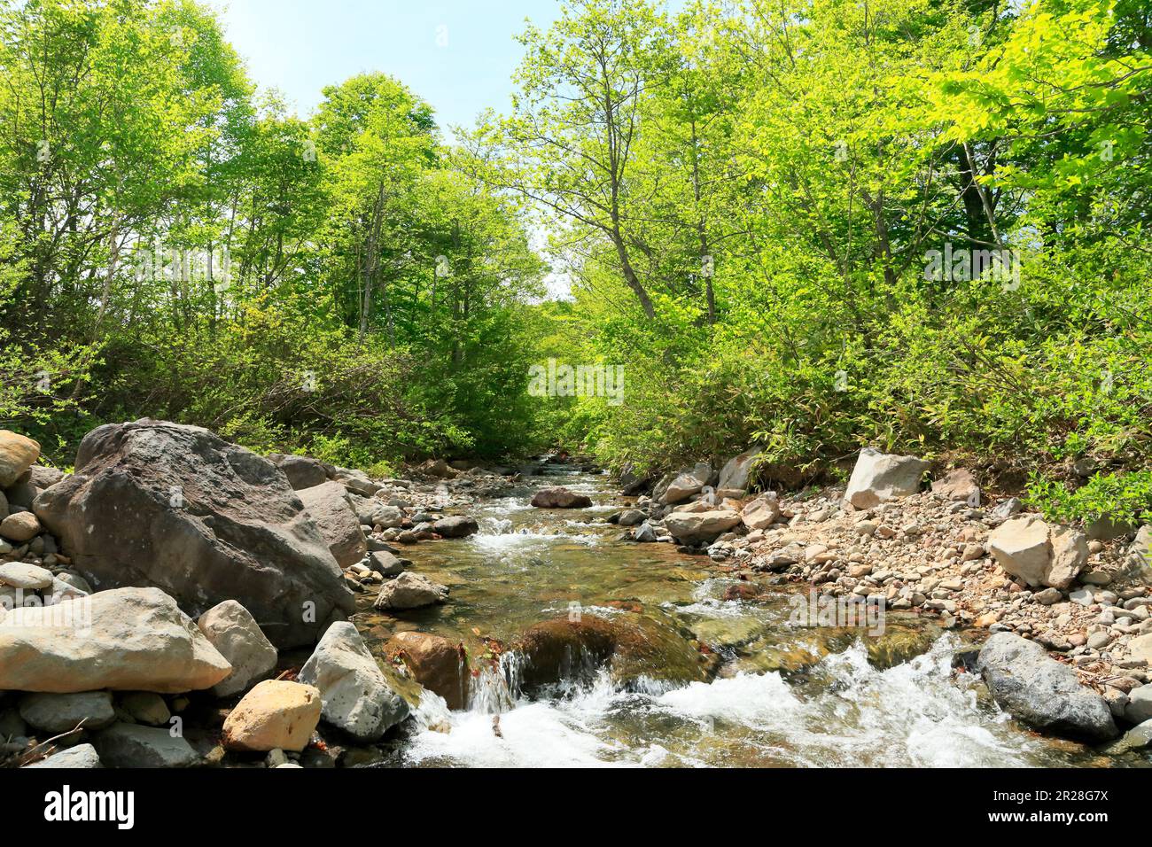 Boschi di faggi e torrenti di montagna all'altopiano di Appi con verde fresco Foto Stock