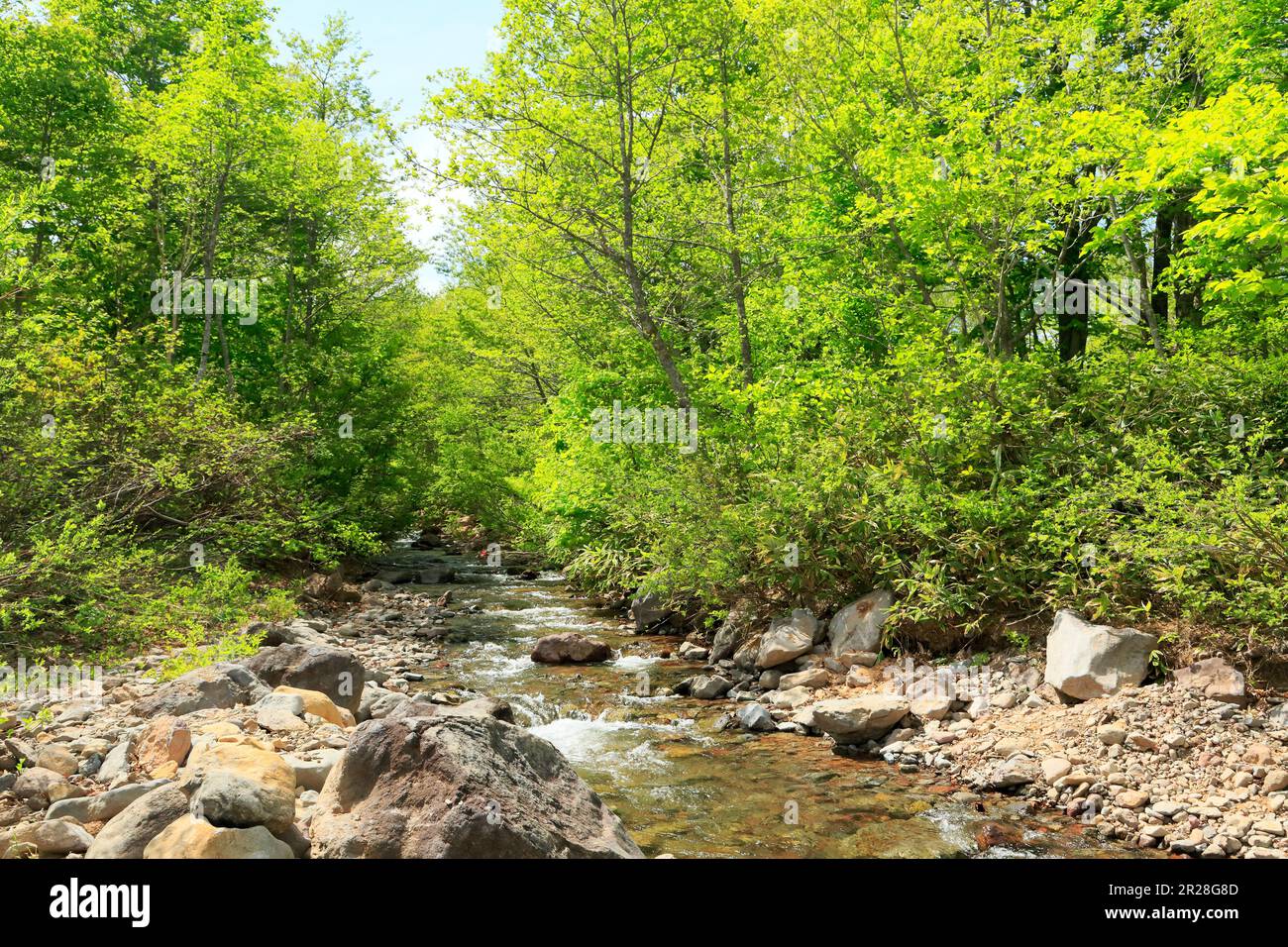 Boschi di faggi e torrenti di montagna all'altopiano di Appi con verde fresco Foto Stock