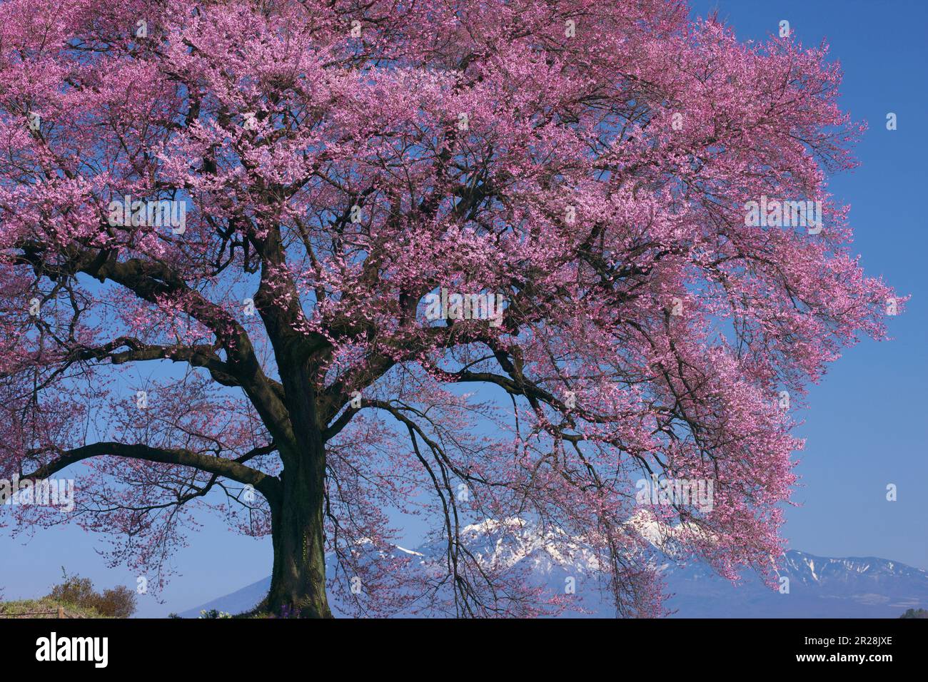 Fiori di ciliegio Wanizuka e picco di Yatsugatake Foto Stock