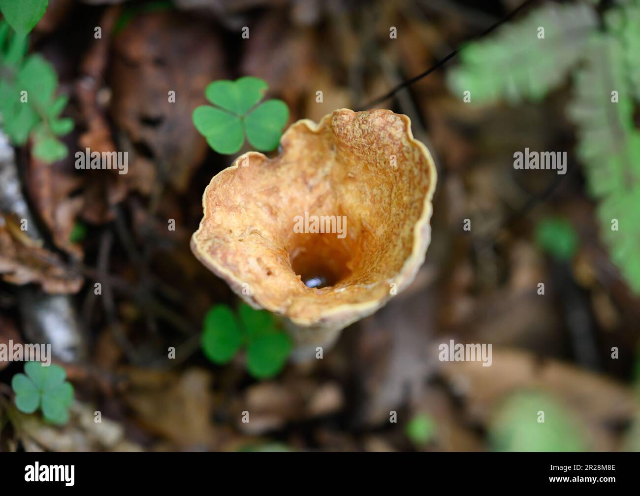 Funghi Turbinellus floccosus (vaso scaly) nella foresta. Foto Stock