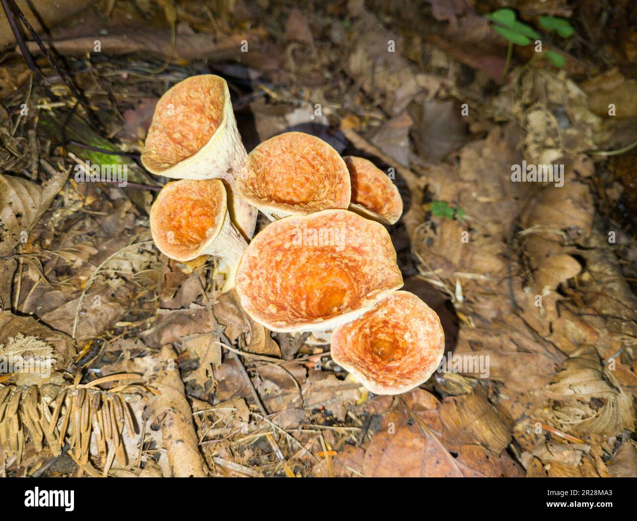 Funghi Turbinellus floccosus (vaso scaly) nella foresta. Foto Stock
