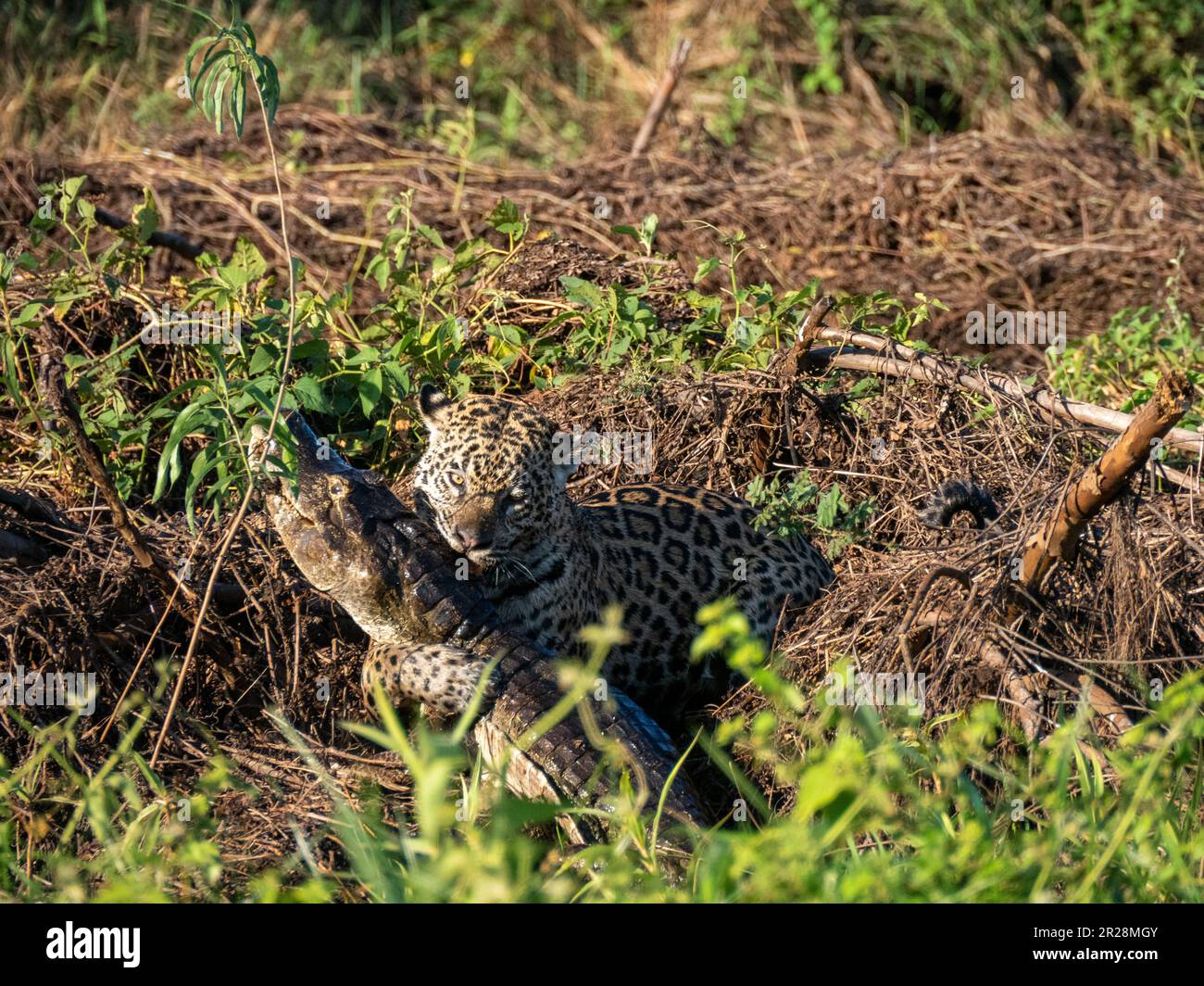 Nel cuore di Pantanal, Brasile, una maestosa jaguar caccia nel suo dominio naturale, prendendo un coccodrillo cayman fuori dall'acqua. Foto Stock