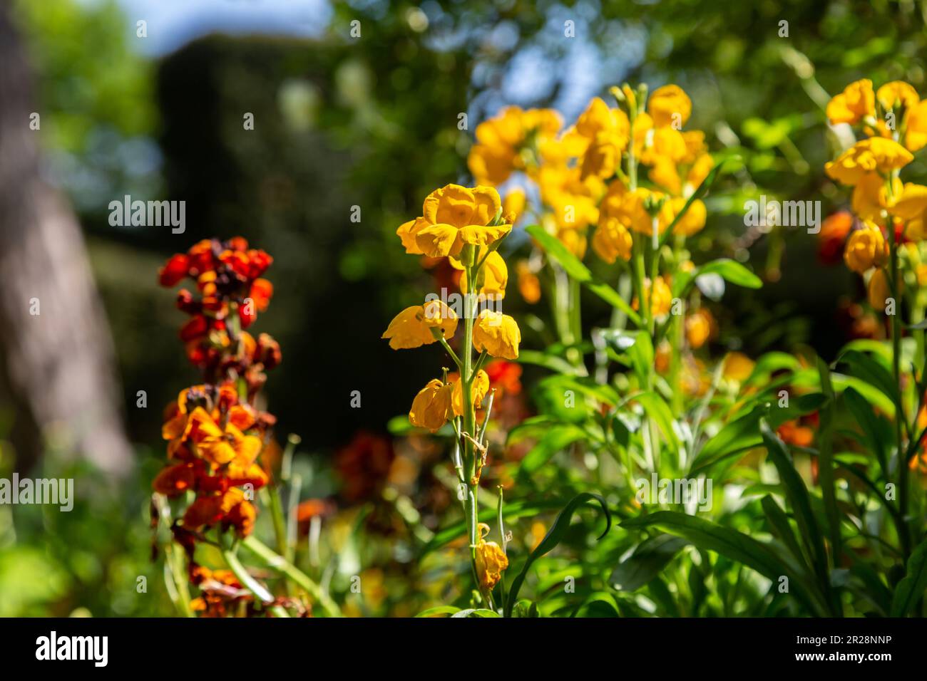 Fiori di campo vibranti in primavera, con una profondità di campo bassa Foto Stock