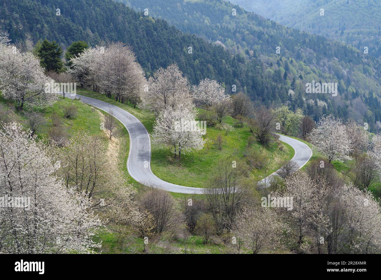 Vista sopraelevata della strada che attraversa le montagne, le Alpi Ligure, Italia Foto Stock