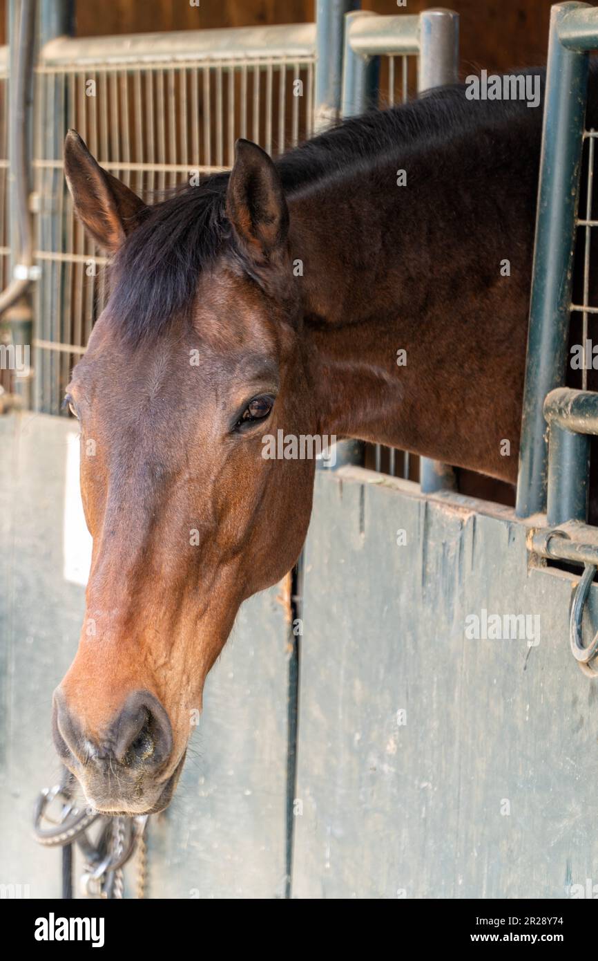 Un cavallo in una stalla che guarda fuori dalla porta della stalla Foto Stock